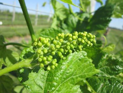 Development of wine grapes in the grape variety trials at