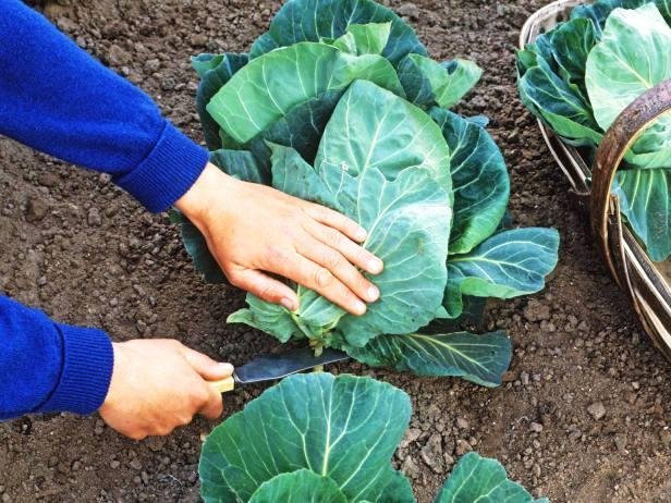 CABBAGE AND NAPA CABBAGE Pre-harvesting Watering should be restricted at least 15 days before harvest to prevent the cabbage from cracking.