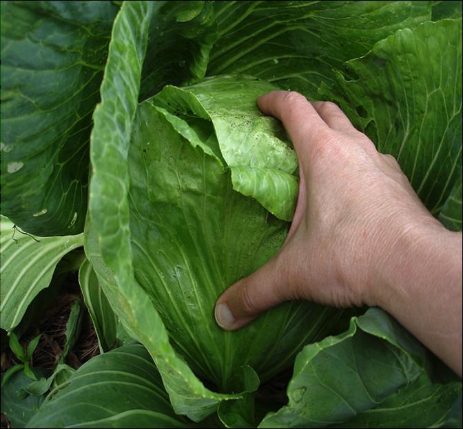 Cabbages are ready for harvest when they feel moderately hard to fingers pressed on the surface. See photo on the right. Harvest time: Cabbages should be harvested in dry, cool weather.