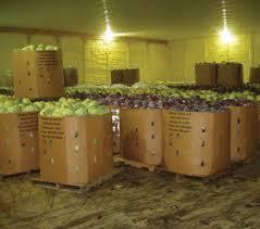 Storage Ambient storage: Cabbages are kept in a dry, cool and airy place, away