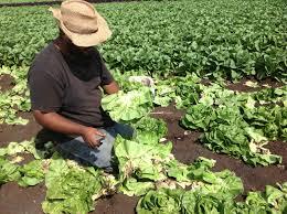 LETTUCE Harvesting Harvest maturity: Lettuce can be harvested 40-60 days after sowing seeds or 25-30 days after planting seedlings.