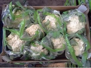 Treatment: The cauliflower stem is smeared with a 2% acetic acid solution to prevent rot, then left to dry naturally.