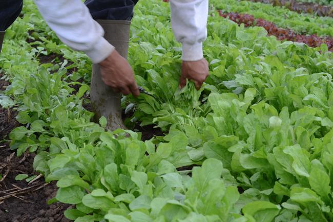Sweet brassica (Brassica integrifolia) and green brassica (Brassica juncea), are the most common mustard greens and are harvested at around 25-30 days and 40-45 days after sowing, respectively.