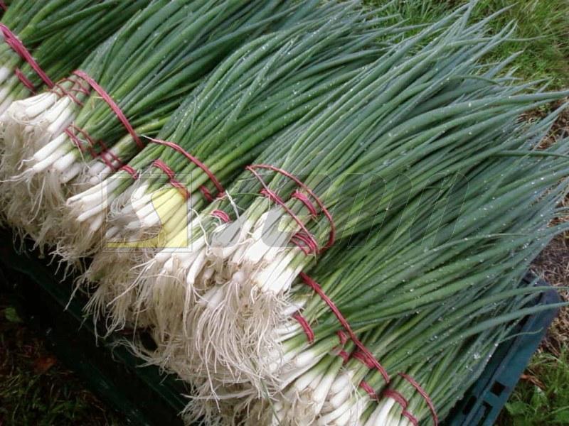 Welsh onion Allium fistulosum Welsh onions are used throughout the year, tops are cut 3-4 times per vegetation, or the whole plants are harvested in very early stage as delicate onions Onion blubs: 1.