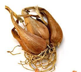 Harvest - Dry shallot bulbs are harvested in July Storage requirements: shallot is harvested when tops are