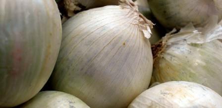 Pearl onion Allium ameloprassum f. holmense Small off-set bulbs: 1-1.