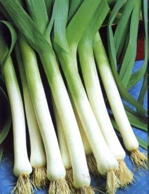 Leek Allium porrum Origin: Mediterranean, common plant in ancient Egypt Leek was not grown in the Czech Republic before due to low purchase prices Good for cooking: soups (dry leek), salads, main