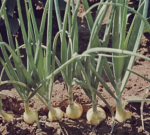 Common onion Allium cepa Origin: middle Asia, spread to Asia
