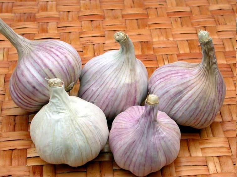 Garlic Allium sativum Origin: Central Asia (Kyrgyzstan, Tajikistan, Uzbekistan) Garlic has been grown for thousands of