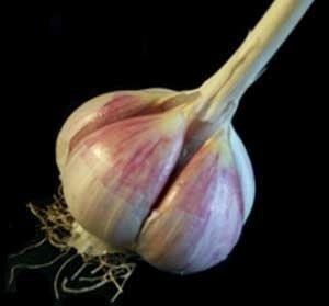 Hard-neck garlic (winter purple garlic) Purple garlic which forms flower stem and inflorescence; aerial bulblets, fleshy