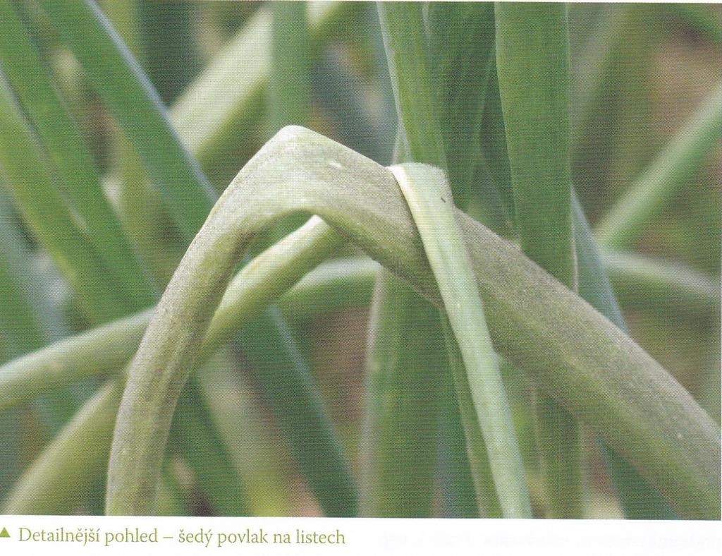 Late on, leaves break at the affected areas and dry quickly Infested plant
