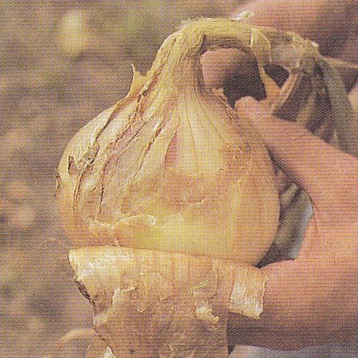 Neck rot Botrytis allii Brown spots around onion neck, inside of