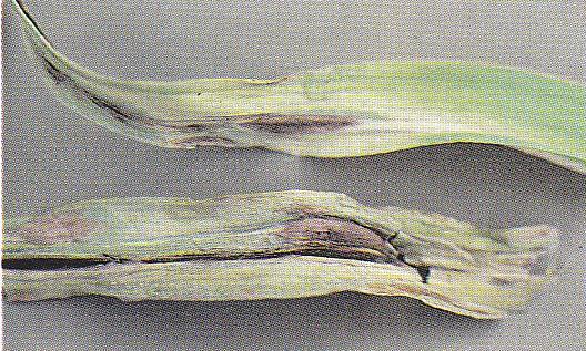 Purple blotch Alternaria porri Affects leek and chives mostly Oval, grey to brown spots on upper half of leaves which turn purple in the middle with violet