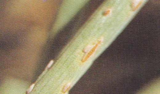 Onion rust Puccinia allii Narrow, orange rusty spots on leek leaves, up to 5mm long