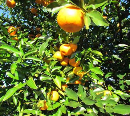 Department of Agriculture (USDA) Agricultural Research Service citrus breeding program has a long history of releasing successful scion and rootstock cultivars.