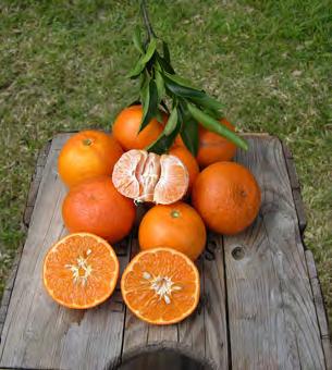 Fruit are very mandarin-like in appearance, identical to standard Ortanique.
