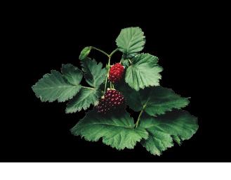 Our delicious Yarramundi Boysenberries are a natural hybrid between the