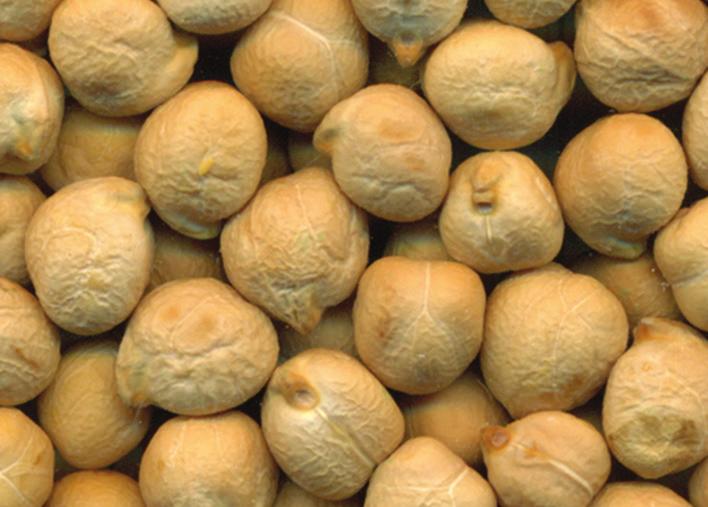 CDC PALMER Kabuli Chickpea Description CDC Palmer is a high-yielding Kabuli type chickpea with a light cream-beige colour and ram-head shaped seed.