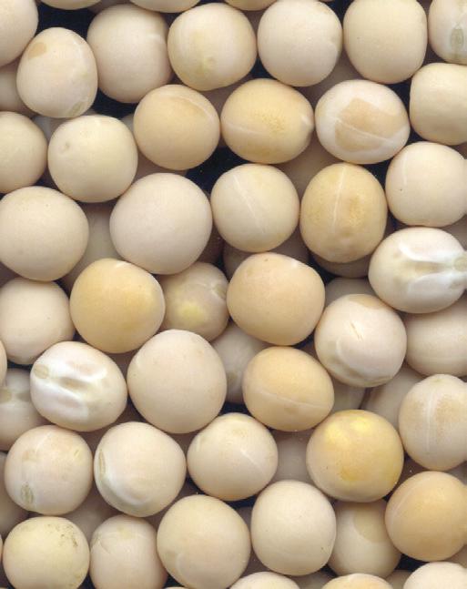 CDC AMARILLO Yellow Field Pea YEAR RELEASE TO SEED GROWERS 2012 Description CDC Amarillo is a semi-leafless, very high-yielding yellow field pea with excellent standability as