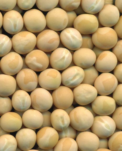 standability. CDC Inca is well-suited to all growing regions that produce yellow peas.