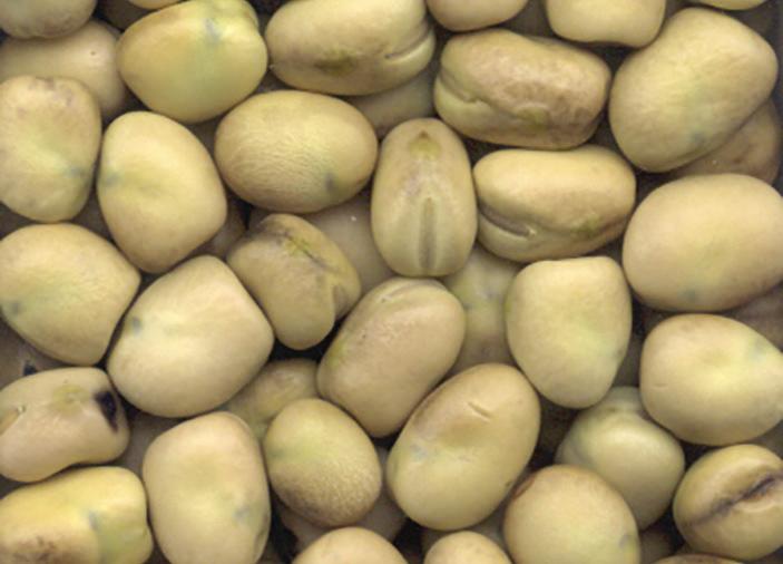 CDC SNOWDROP Faba Bean Description CDC Snowdrop is a small seeded low tannin type faba bean and has the smallest seed size of the current cultivars.