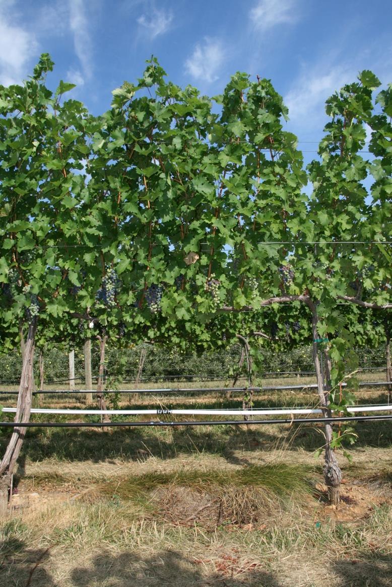 What is a vine training system?