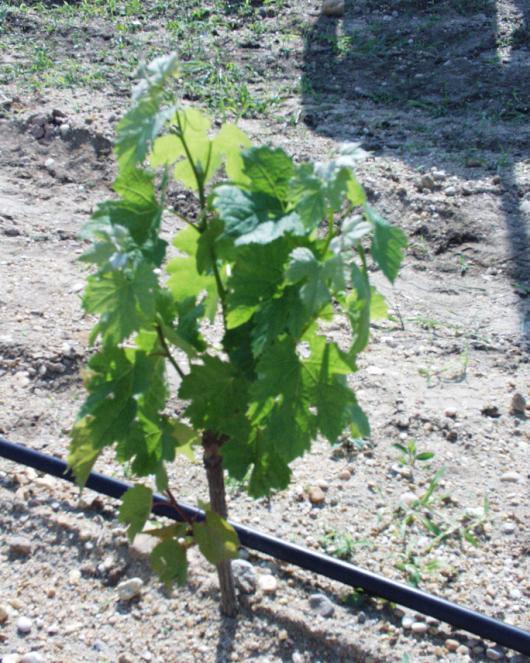 Plant material # of Vines to Order