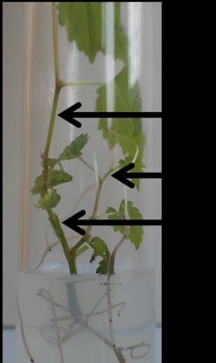 Response results from plant-insect or FDp-plant