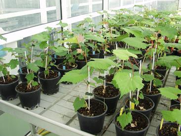 titanus Incubation of plants (25 C, 10 weeks) - Cabernet Sauvignon as control -