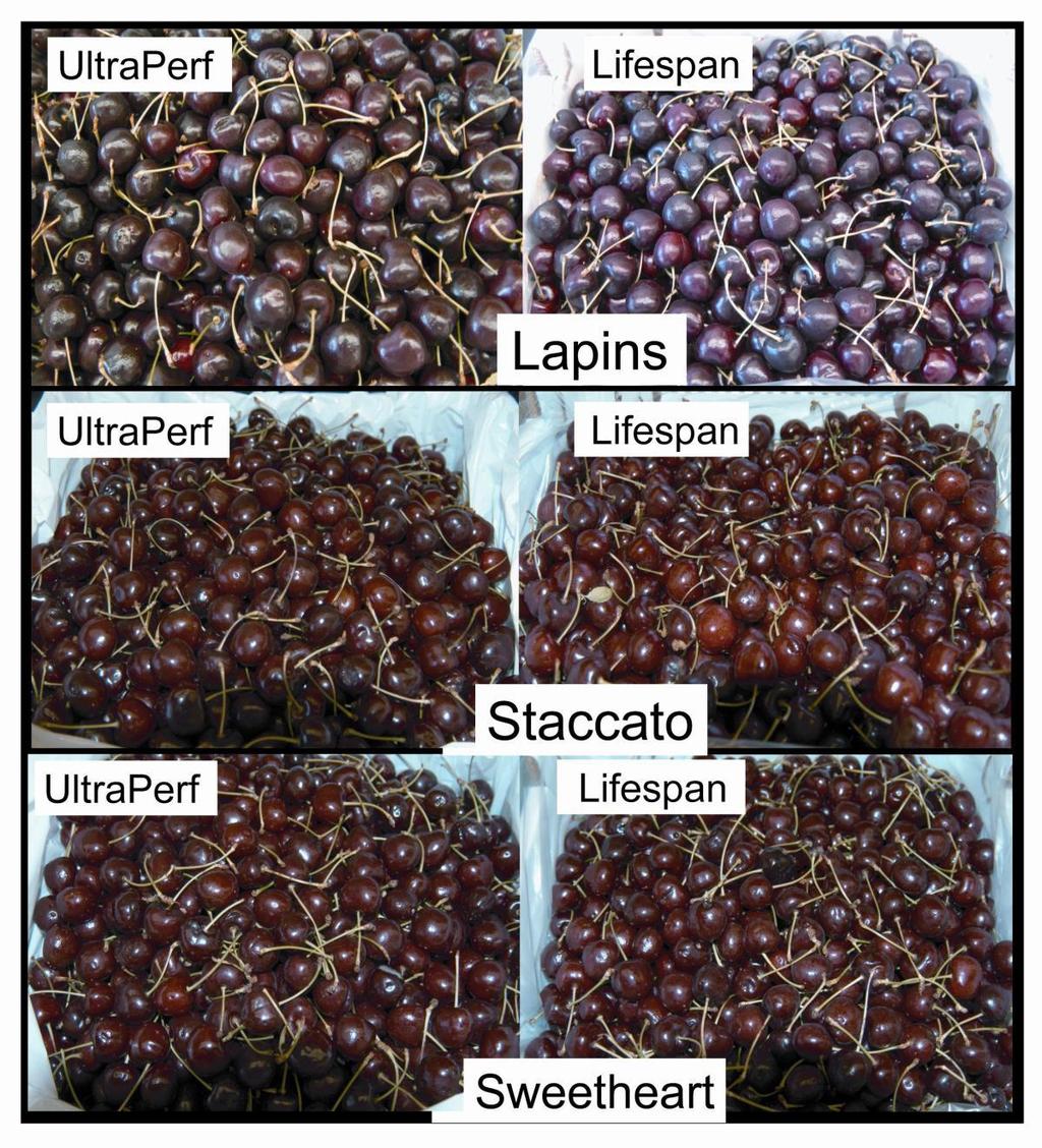 Figure 1. Visual appearance of sweet cherries of three cultivars after six weeks storage at 1 ºC in two different commercial box-liners in 2007.