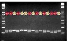 Tightly-Linked Myb Genes