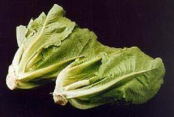 sativa var. capitata) Butterhead/Boston/Bibb (L. sativa var. capitata) Cos/Romaine (L. sativa var. longifolia) Looseleaf/Leaf (L.