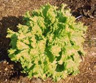 Arizona produce most of the lettuce in US Butterhead Semi-heading Veins, midrib and stem not as prominent as in crisphead types Considered better quality than crisphead Susceptible to bruising and