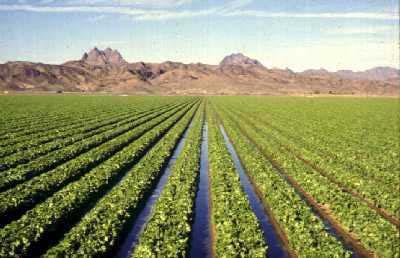Crop Establishment Once crop is established, furrow irrigation is the most common practice Crop Establishment -