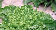 by soil fungus Diseases Lettuce Mosaic Virus Transmitted by aphids, but primary inoculum is infected seeds Seed