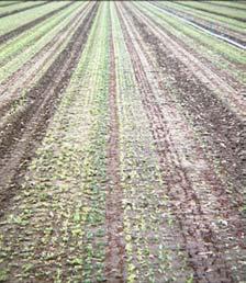 7 o F Looseleaf types respire at about twice the rate of heading types, so shelf-life is reduced proportionately Sensitive to ethylene Exposure causes russet spotting Mesclun Mix Greens Blend of