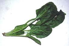 herbicides and one cultivation is usually effective Savoy Leaf Fresh Smooth Leaf Processed Ready for harvest when big enough to eat baby spinach Processing