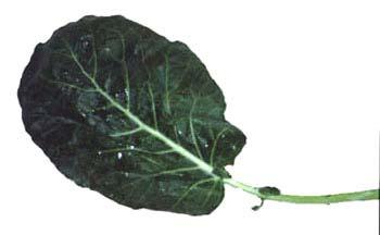 Collards & Kale Brassica oleracea Acephala group Non-heading