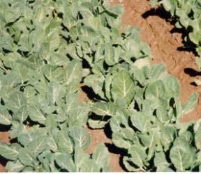 leaves Collards in particular are much more tolerant of