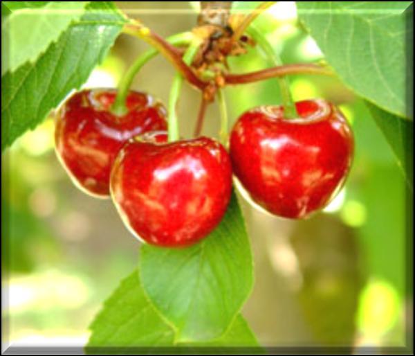 Cherry The aroma of fresh