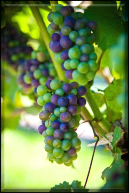 Grape Wonderful, strong sweet and sour grape aroma.