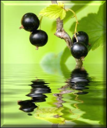Black Currant A simply amazing fragrance with strong top notes of black currants,