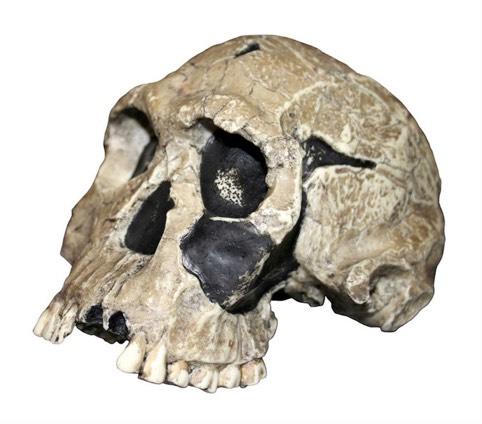 Check Answer Paleoanthropologists have studied the remains and artifacts of different groups of hominins to learn about them.