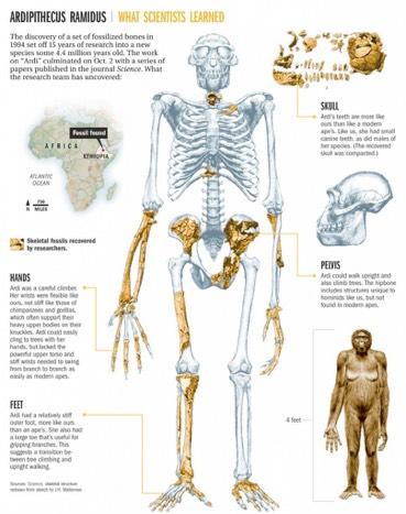 An African member of his team discovered hominid fossils that proved to be 4.4 million years old. The fossils had a very ancient combination of apelike and humanlike features.