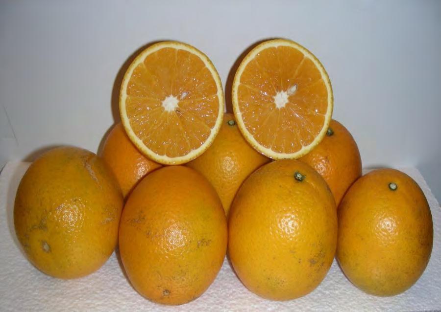B9-65 Valencia for processing Proposed name: ValAries sweet orange - A high yield, high solids selection with typical