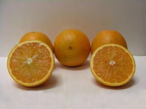 OLL-8 Key attributes: Excellent color and quality, extends harvest window of Valencia quality juice Produces round oranges with internal and external color similar to Rhode Red Valencia Holds on the
