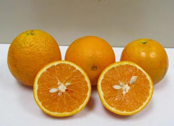 its added color, could also be a valuable addition to the Florida fresh market portfolio Most precocious bearing clone among the OLL somaclones OLL ORANGES OLL-4 Key attributes: excellent color and