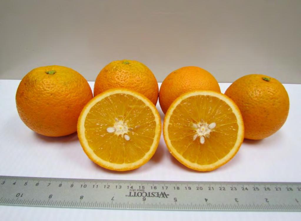 EV-1 (Valencia Somaclone B7-70) - a new and distinct early-maturing clone of Valencia sweet orange; matures
