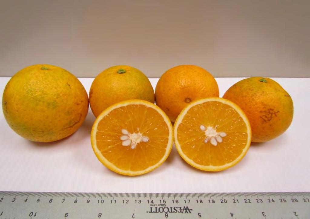 EV-2 (Valencia Somaclone SF14W-65) - a new and distinct early-maturing clone of Valencia sweet orange; matures