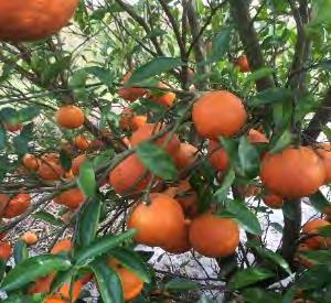 This variety requires grower patience as young tree fruit has an